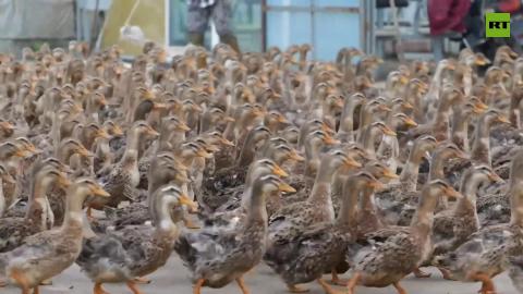 Thousands of ducks help rice farmer eliminate weeds