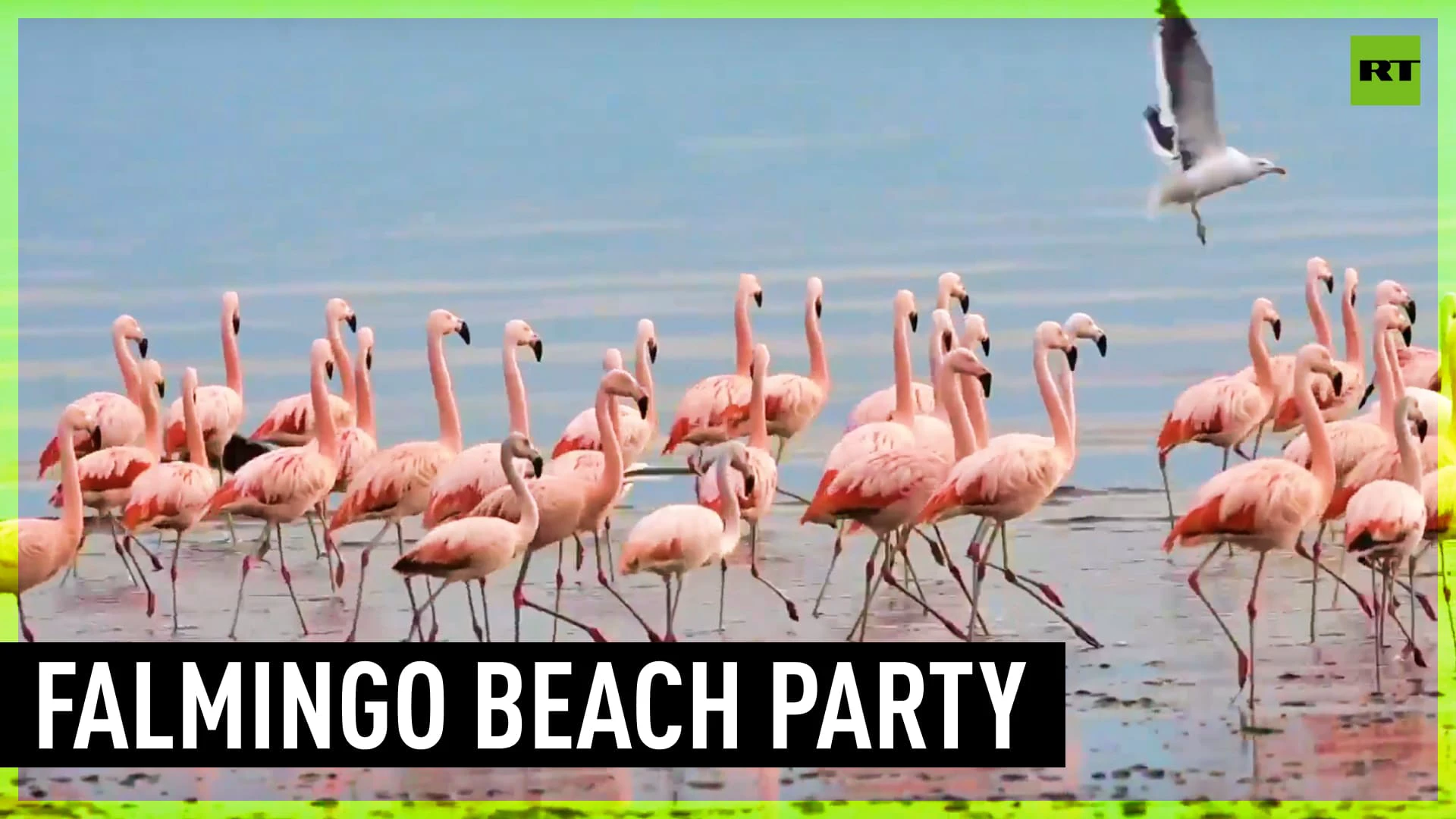 Dozens of flamingos hang out on beaches of Puerto Madryn, Argentina