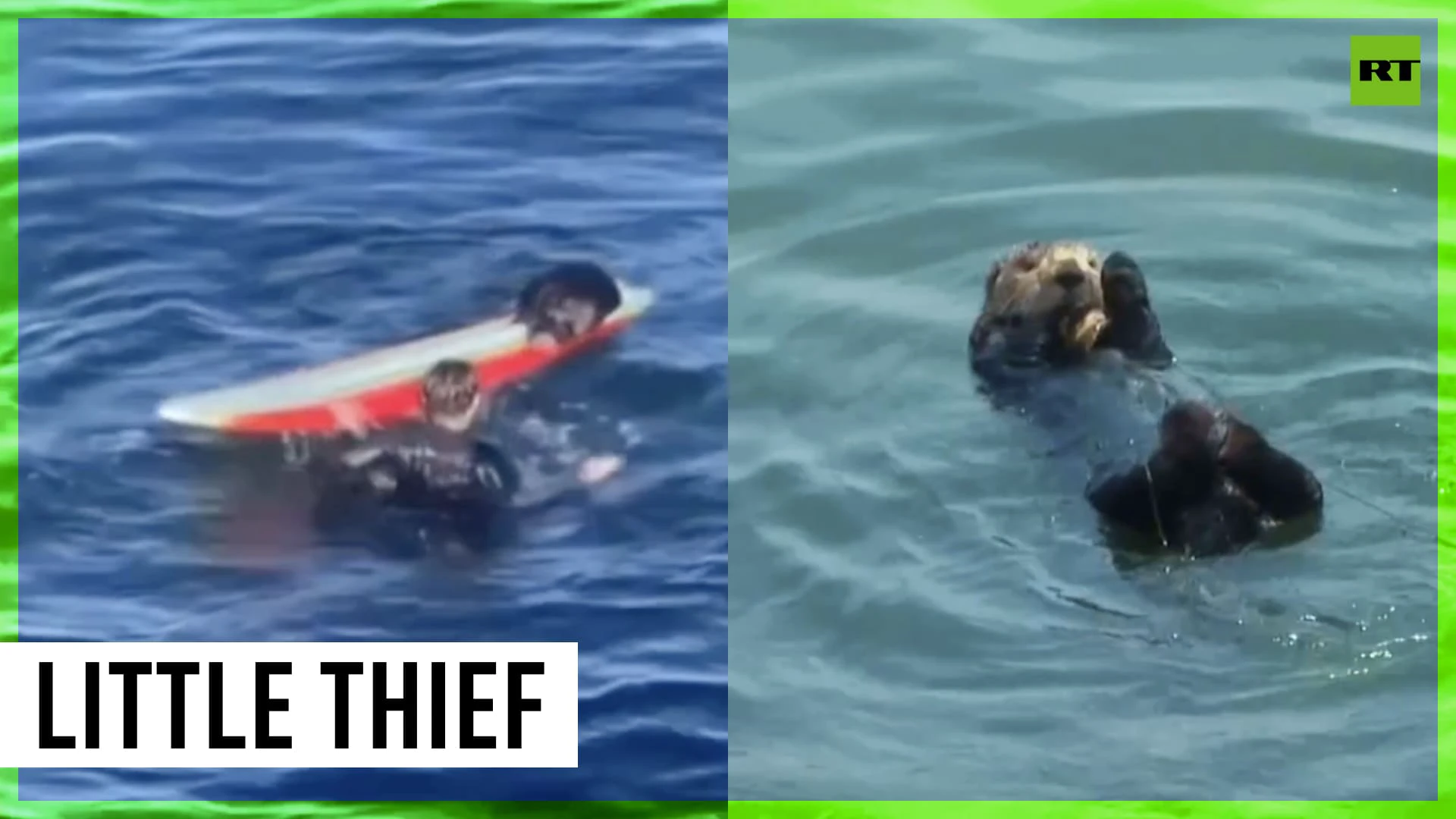 Uncatchable sea otter steals boards from surfers