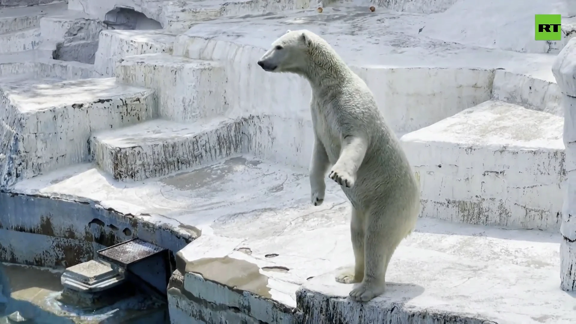 'Popsicle' for Osaka Zoo's polar bear