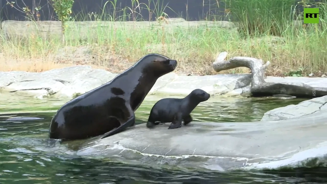 A cute maned seal cub attracts attention at Schönbrunn Zoo