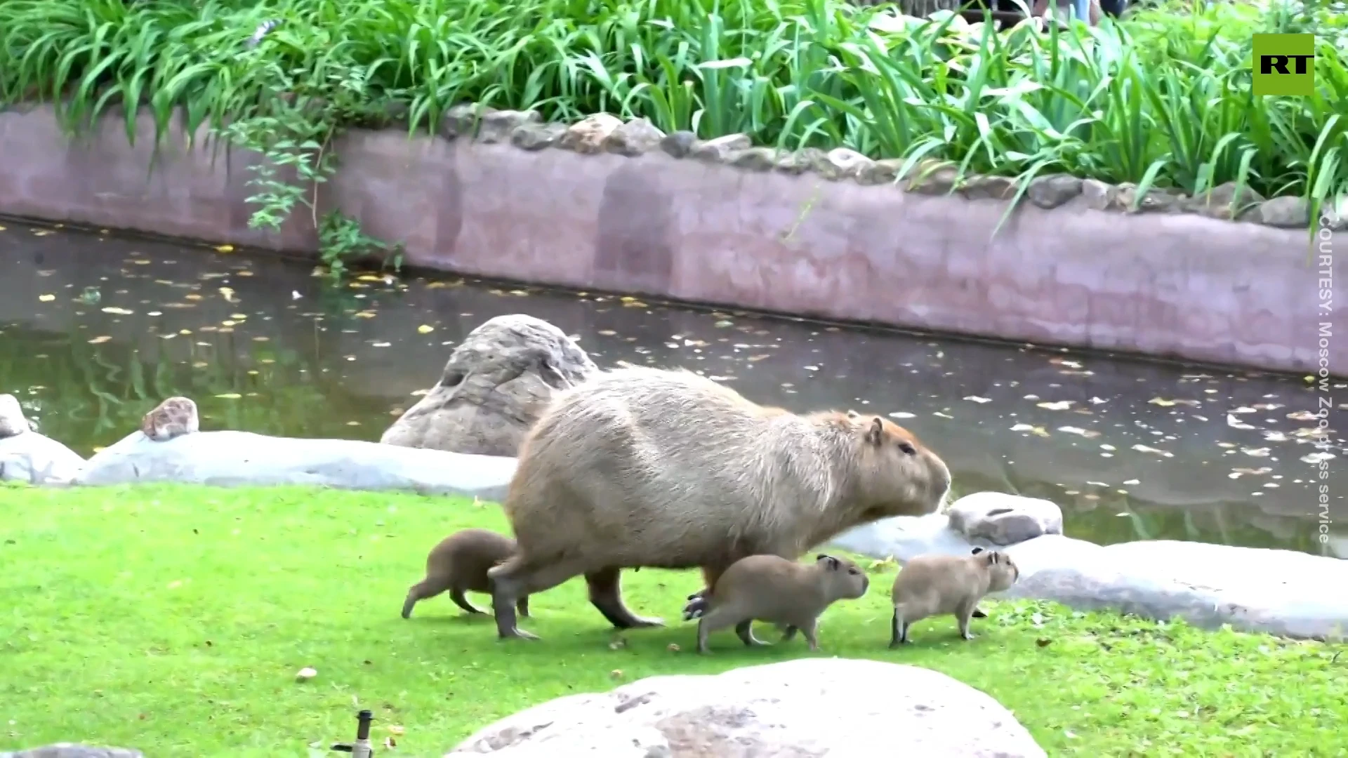 Moscow Zoo welcomes three newborn capybaras