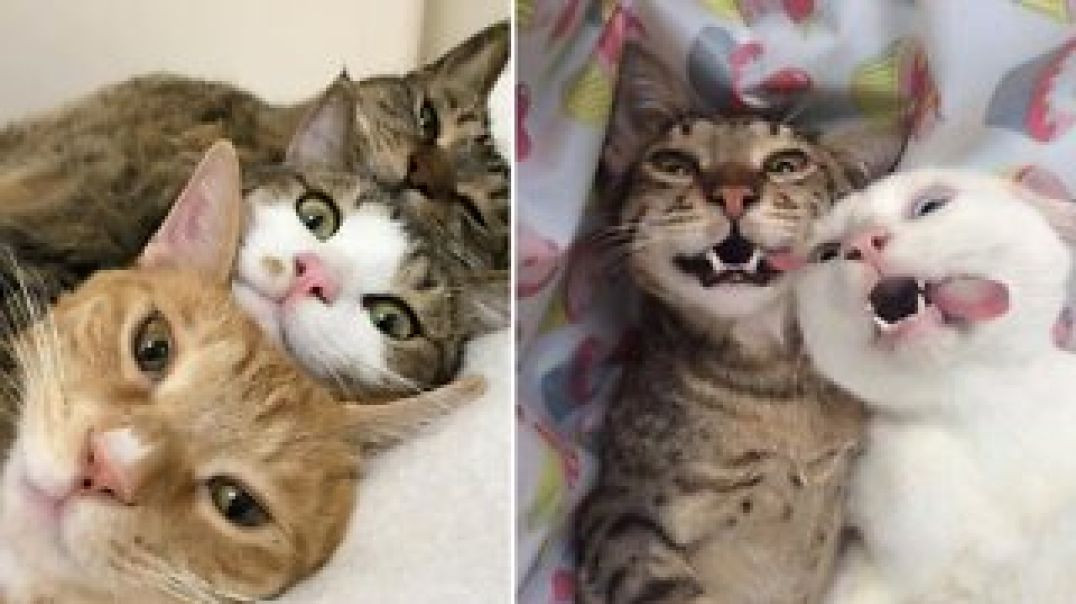 Funny Cats ??