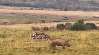 Baby rhino hilariously attempts to intimidate wildebeest