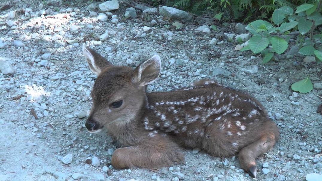 Baby Deer calls Logger "Mom".