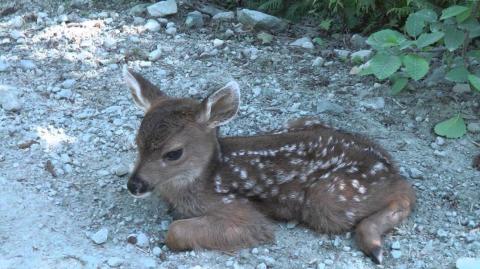 Baby Deer calls Logger "Mom".