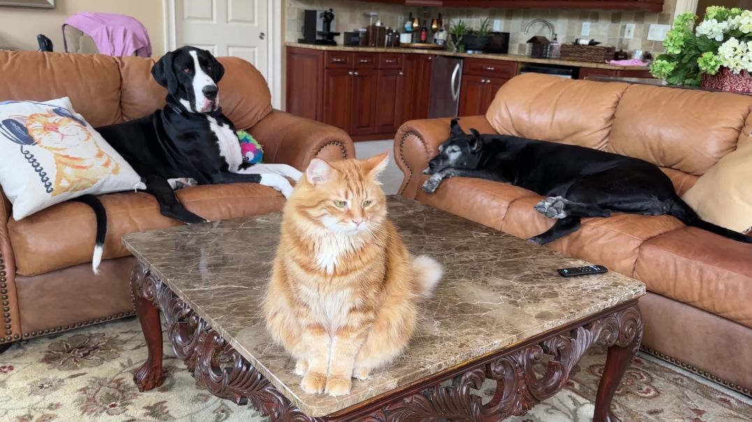 Well-trained cat sits on command for photo with Great Danes