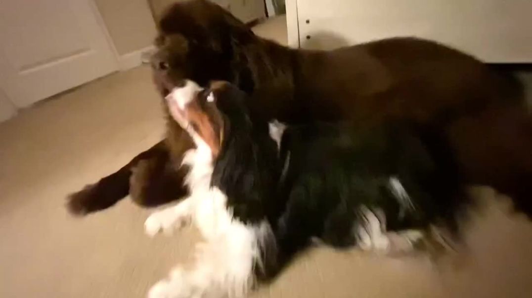 Sweet Cavalier Gives Giant Newfie Goodnight Kiss
