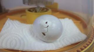 Strategies for Your Bird Active + Ebook