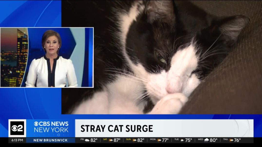 NYC dealing with a massive number of feral and stray cats