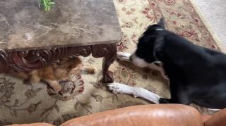 Pouncing & bouncing Great Danes pester cat to play whack a Dane