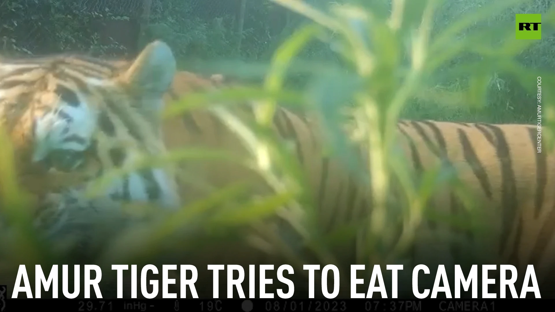 Amur tiger tries to eat camera