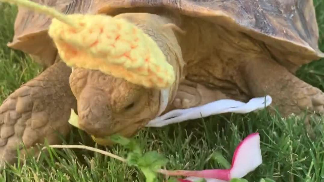Cute Tortoise sniffs and crunches radishes in orange flower hat