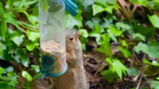 Mischievous wild squirrel tries to break the bird feeder