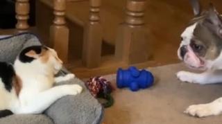 Frenchie tries to befriend a grumpy cat