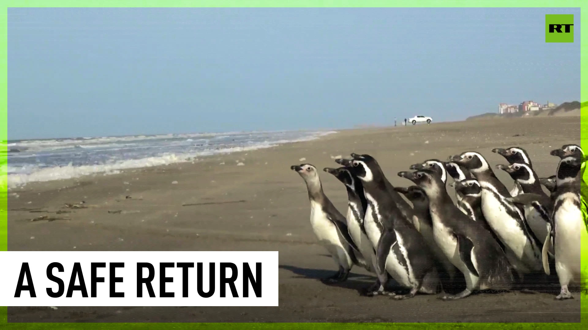 Penguins saved from environmental pollution return to ocean in Argentina