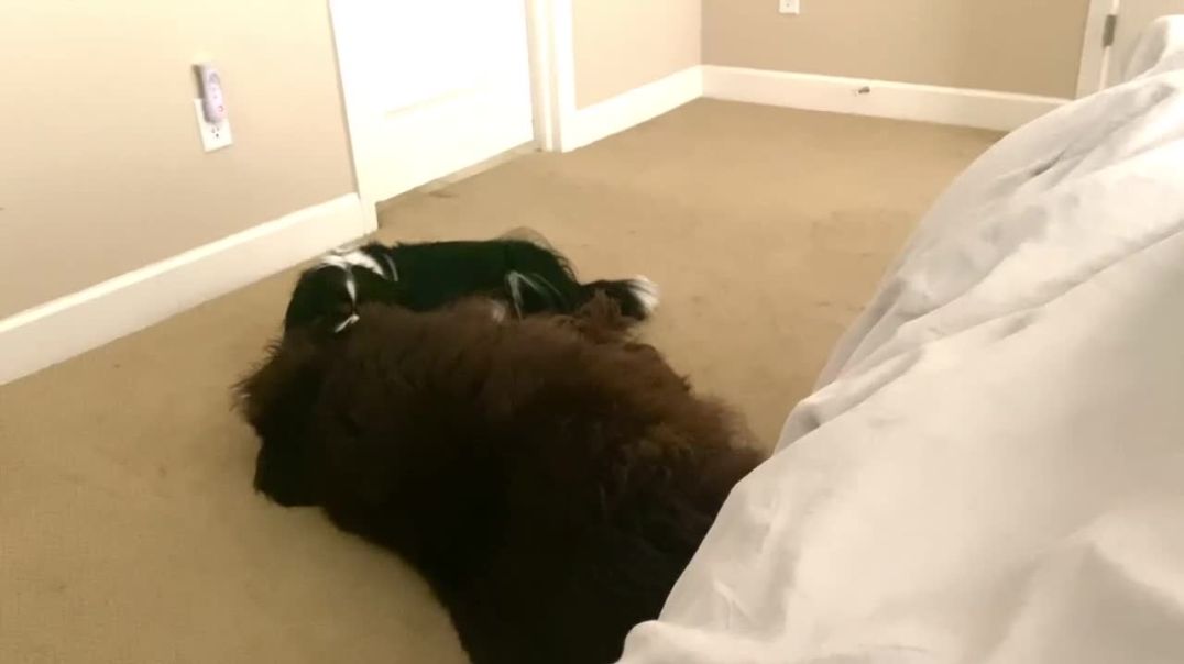 Cavalier Won’t Let Giant Newfy Brother Sleep In