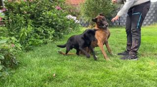 Dog shows off crazy new stunt