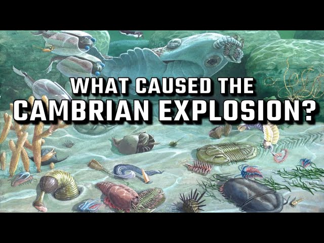 What Caused The Cambrian Explosion, and What Came Before?