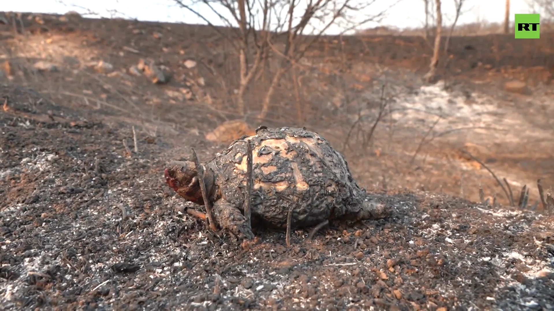 Animals burned in aftermath of devastating Greek wildfires