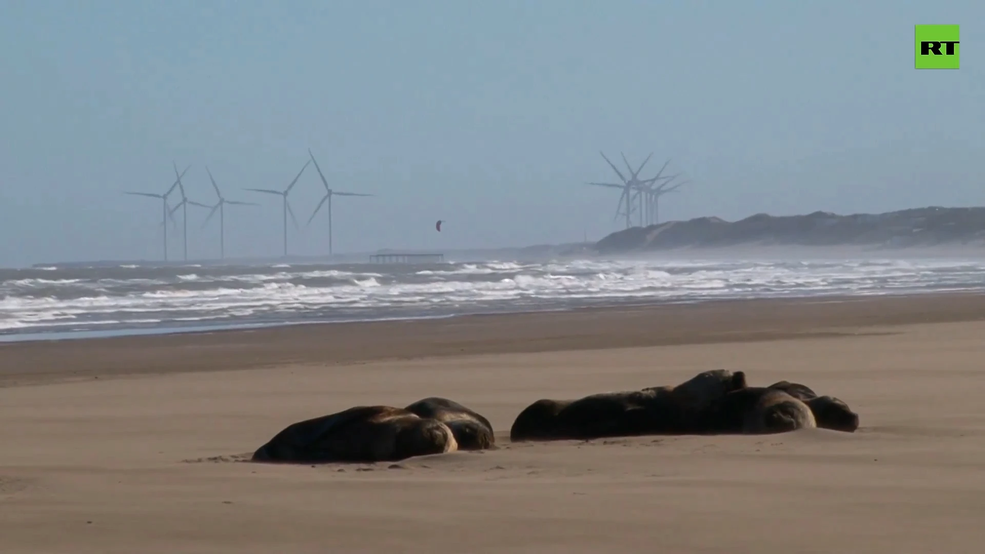 Argentinian beach littered with dead sea lions amid suspected avian flu