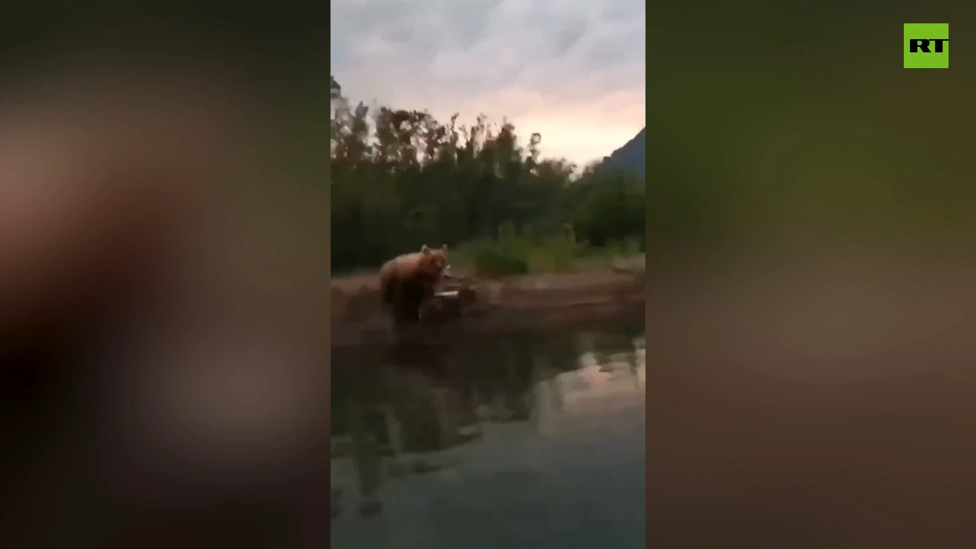 Furious bear chases tourist boat