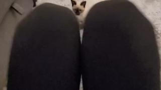 Owner enjoys playful bonding with her Siamese kitten
