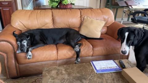 Perfect guide for imperfect dog owners