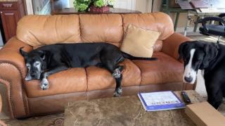 Perfect guide for imperfect dog owners