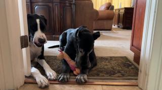 Playful Great Danes enjoy doorway tug of toy game