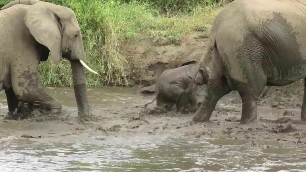 Baby elephant needs mother's help getting out of river