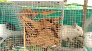 Food production update