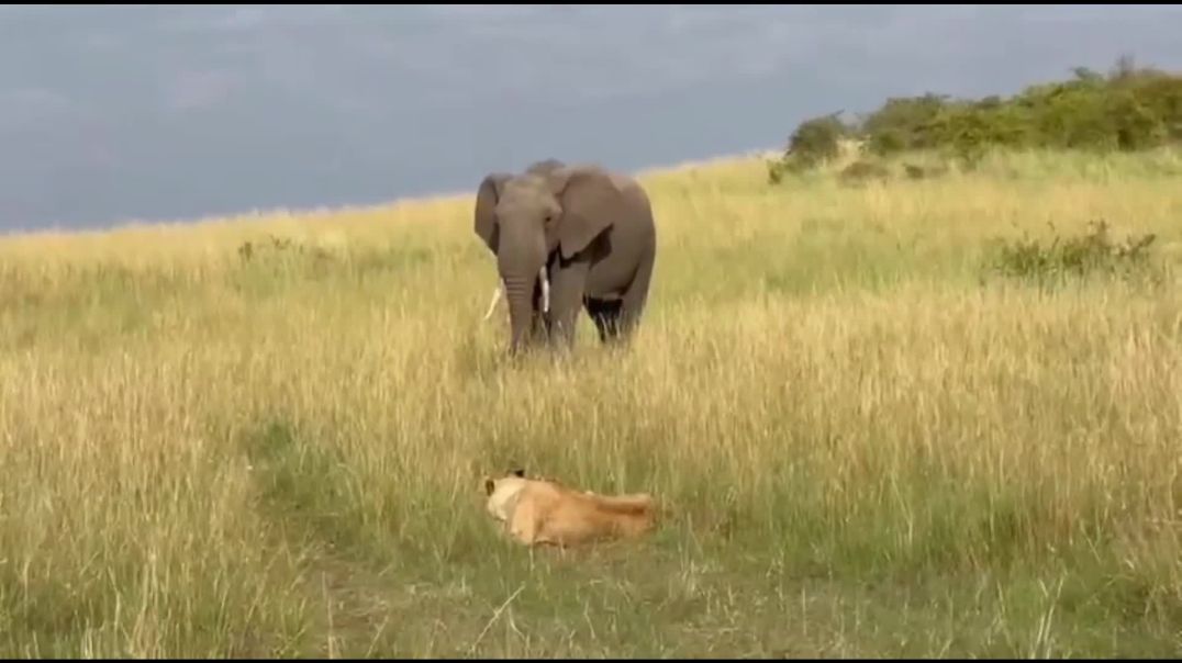 Dominant elephant scares off lioness mom and her little cubs