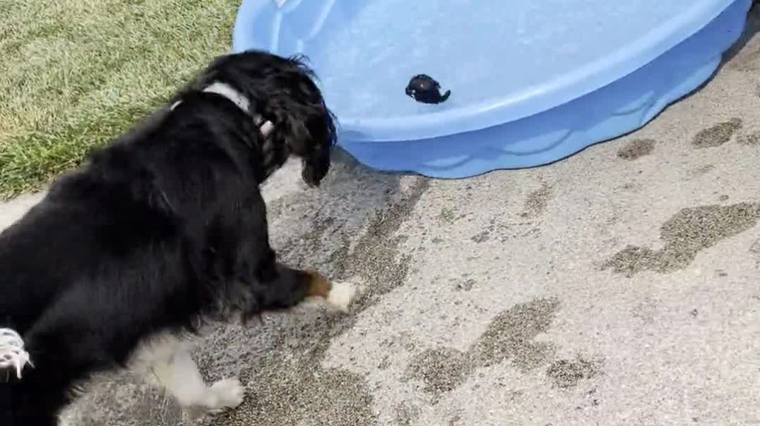 Adorably protective pup doesn't let anyone play in his pool