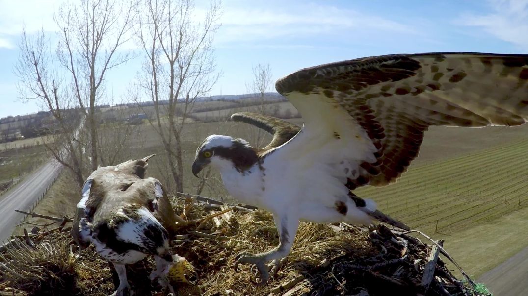 Devoted osprey brings his mate fish as she prepares to lay her eggs