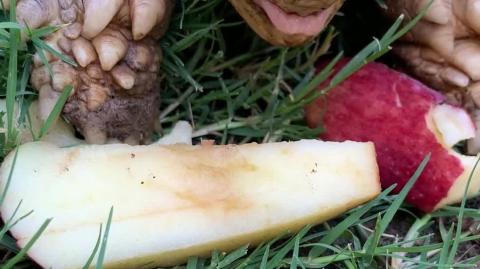 Cute tortoise loves crunching some delicious apples