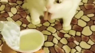 Funny Cats