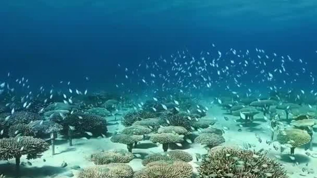 Amazing video show the mesmerizing coral forest in the ocean