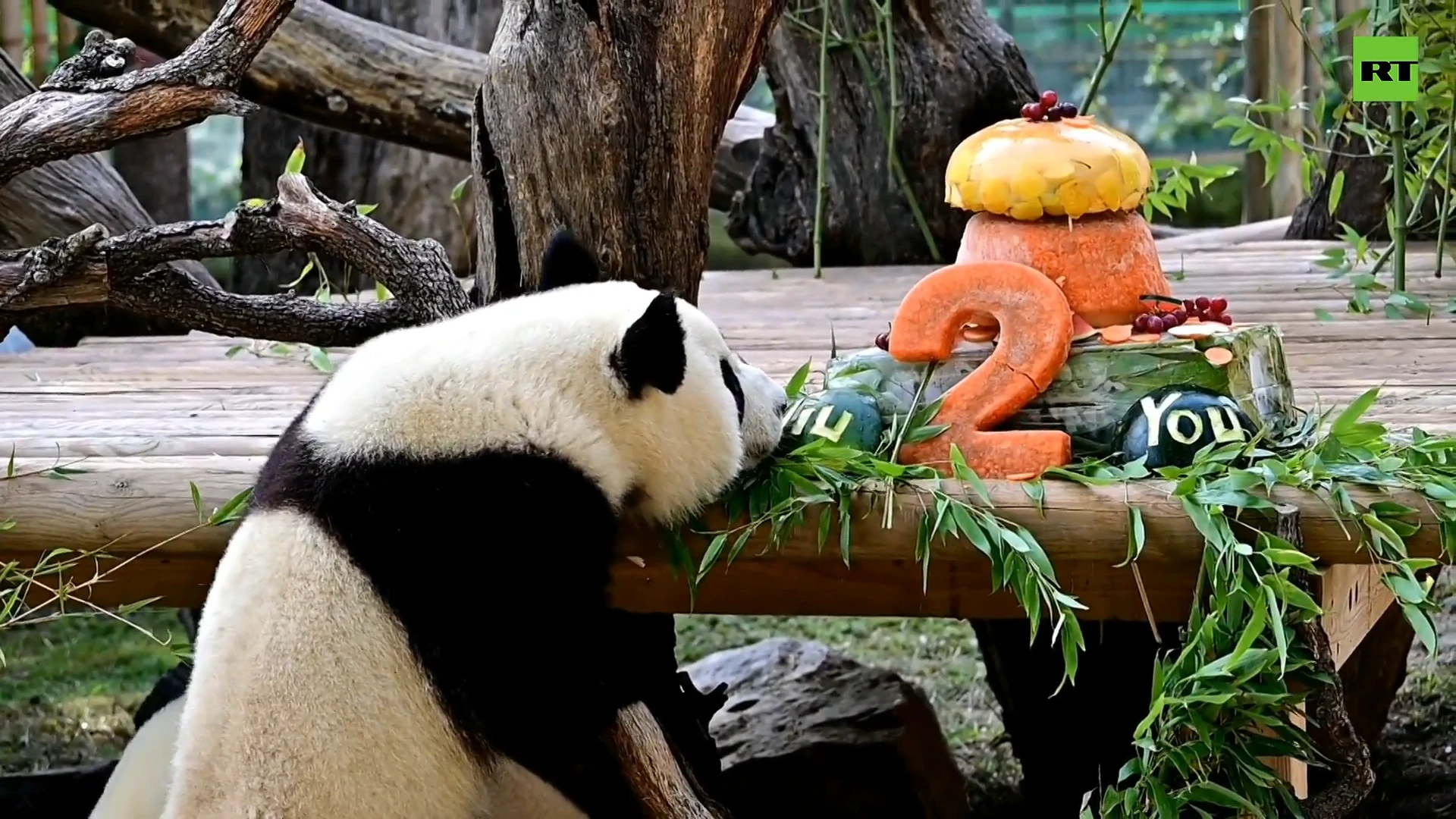 Panda twins celebrate second birthday in Madrid Zoo