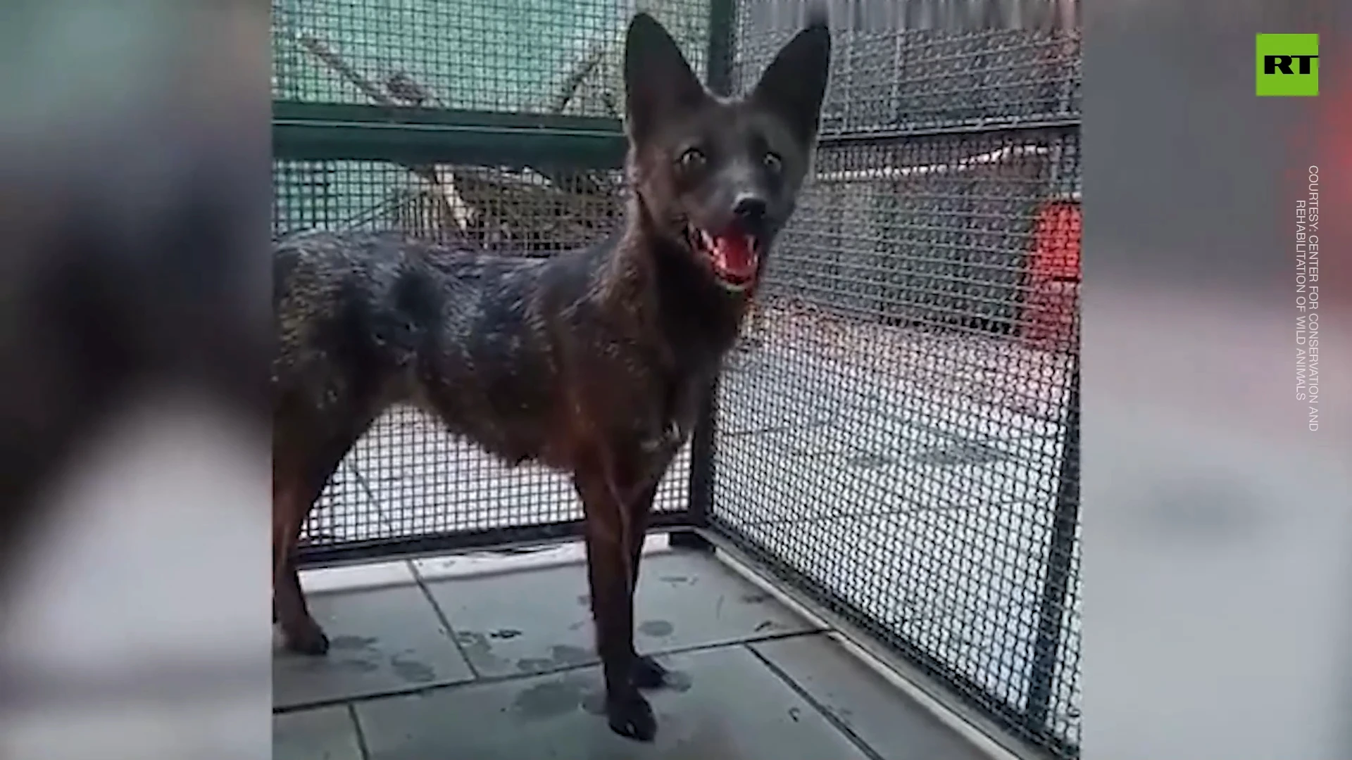 World’s first known dog-fox hybrid discovered