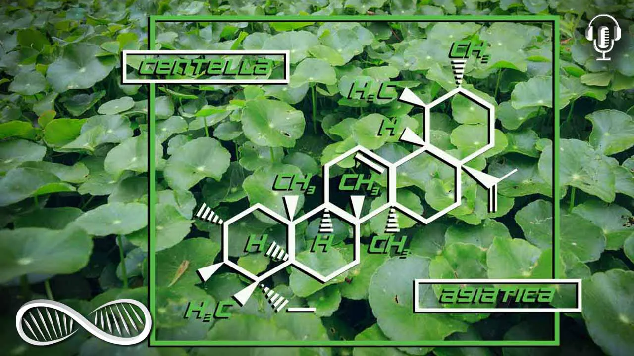 Gotu Kola the Adaptogenic Bacopa Cofactor for Spiritual Enlightenment