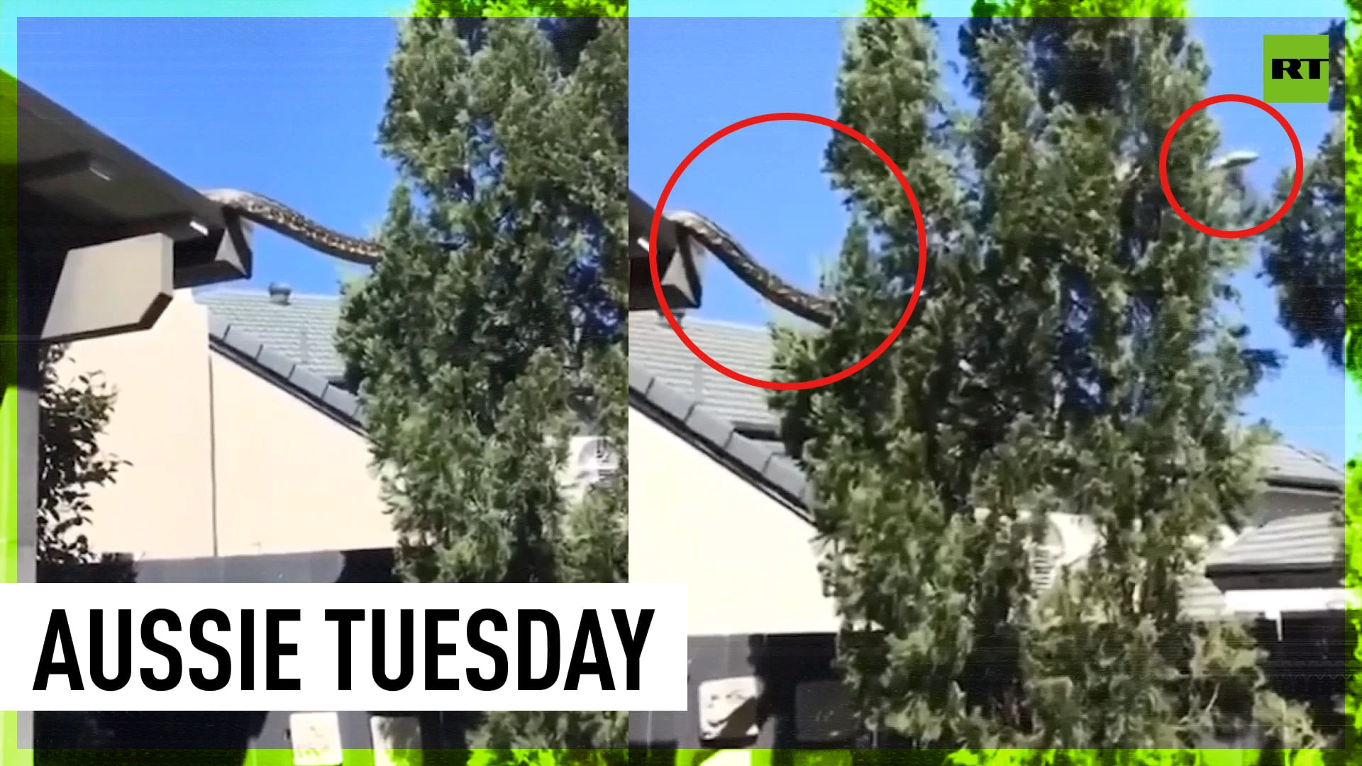 Giant snake parkours over Aussie houses