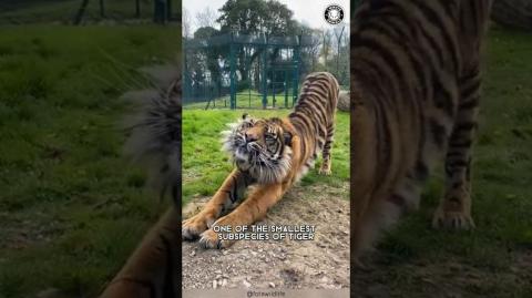 Sumatran Tiger ? The Smallest & Most Endangered Tiger!