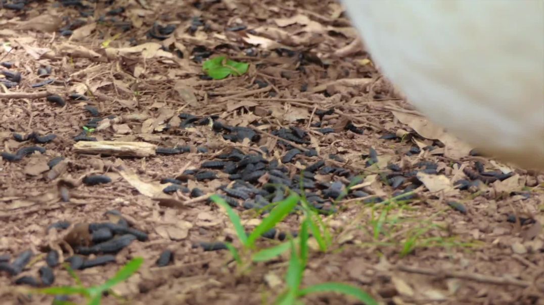 Black Soldier Fly Larvae Farming