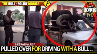 PULLED OVER FOR DRIVING WITH A BULL.. (NEBRASKA, USA)
