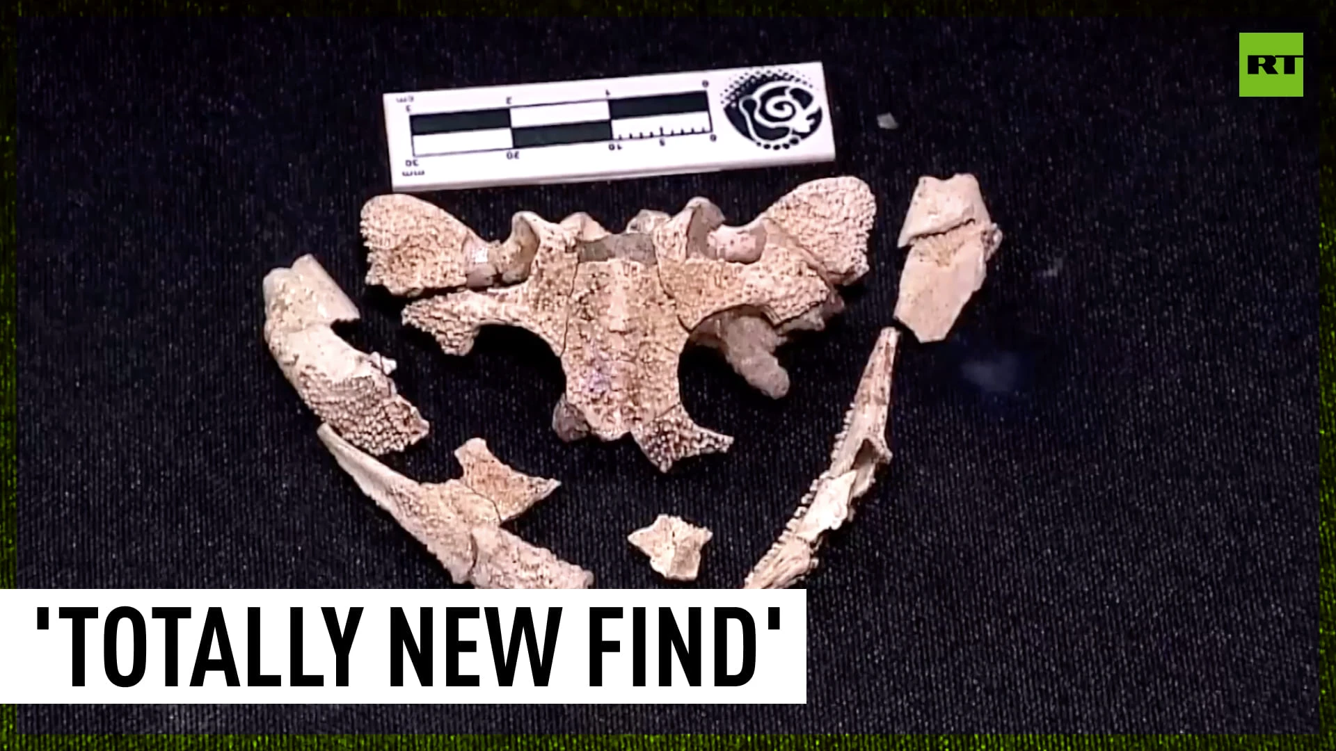 'Unknown' skull of 100,000yo amphibian discovered in Argentina