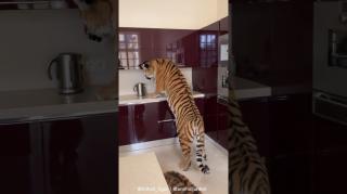 That's who's in charge of the Kitchen ?? | @TIGERALABAI