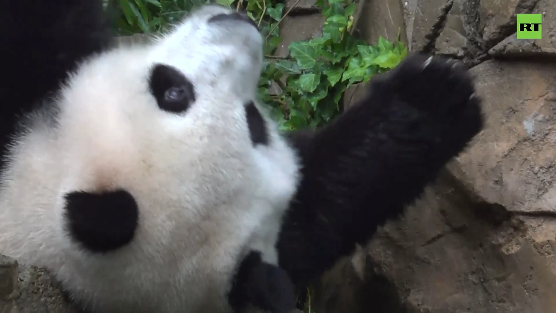 Giant pandas say goodbye to Smithsonian National Zoo