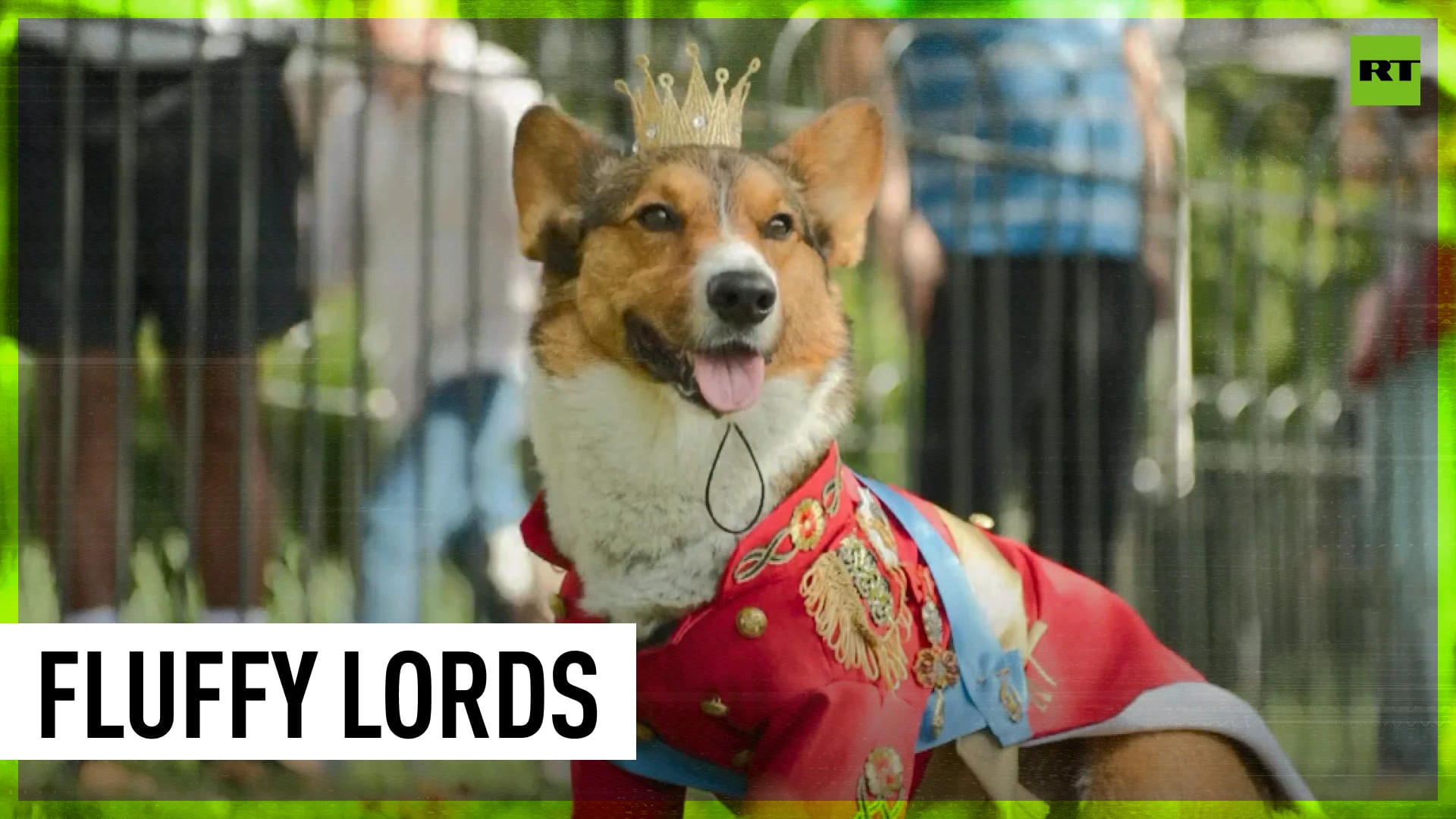 God save the corgis | Walking to remember Queen Elizabeth