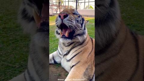 Big boy Kenzo. Cool tiger animal stuff. Tigers are awesum.